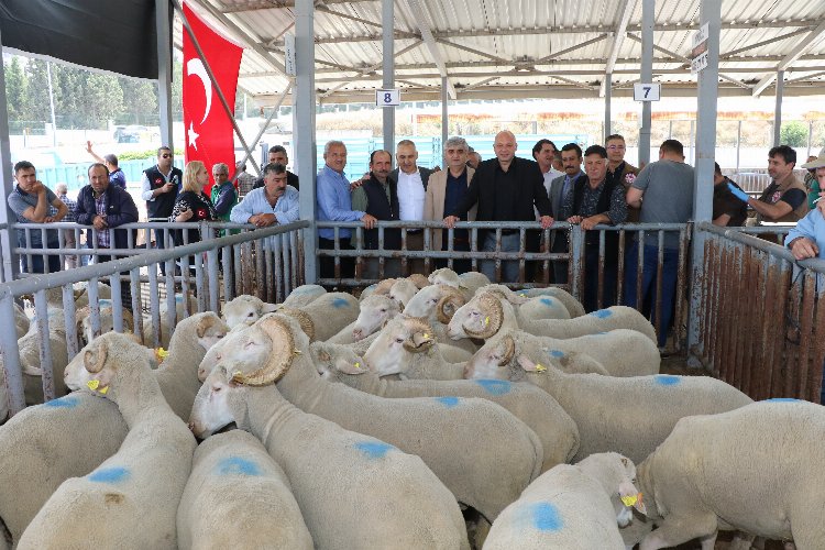 Manisa'da sürüleri iyileştirecek proje... Koçlar Büyükşehir'den -