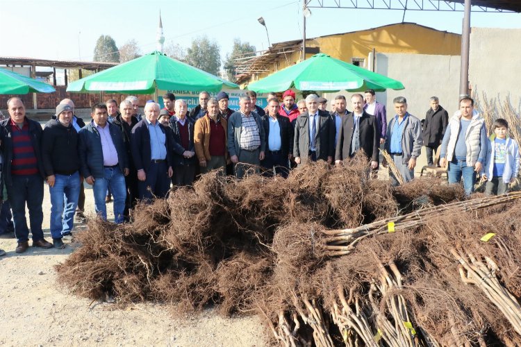 Manisa'da üreticilere Büyükşehir'den meyve fidanı katkısı -