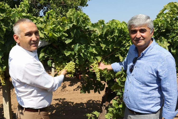 Manisa'da üzümde salkım güvesine karşı biyoteknik mücadele -