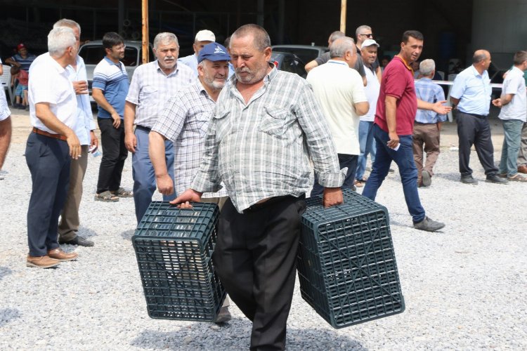 Manisa'da zeytin kasaları Kırkağaç'ta dağıtıldı -