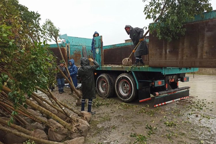 Manisa’nın yeşiline 1110 ağaçlık katkı daha yapılacak -