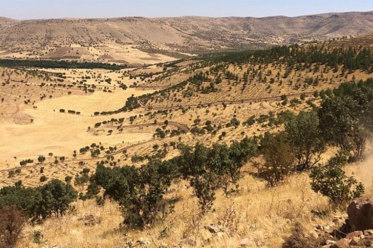 Mardin’de 500 bin fidan toprakla buluşacak -