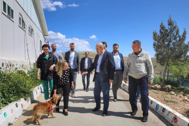 Mardin’de sokak hayvanları için doğal yaşam alanı oluşturuluyor -