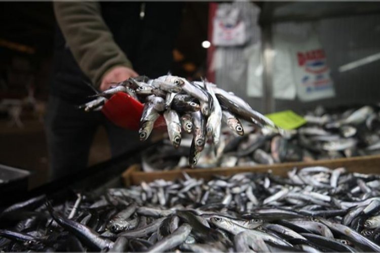 Marmara'da hamsi avcılığı 15 Nisan'a kadar durduruldu! -