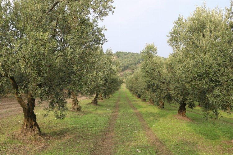 Marmarabirlik bu yıl zeytinde yüksek rekolte bekliyor -