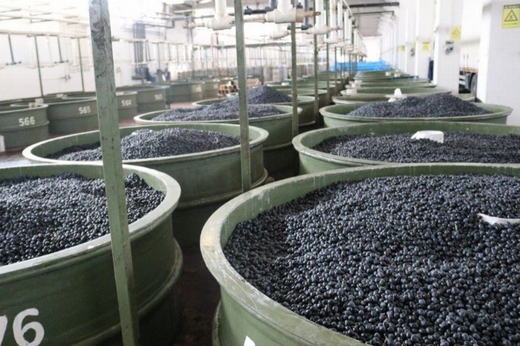 Marmarabirlik’ten zeytin üreticilerine 61 milyon TL’lik ödeme daha -