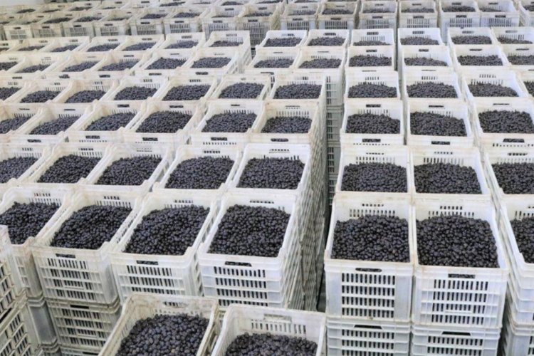 Marmarabirlik zeytin üreticisine olan borcu sıfırlıyor -