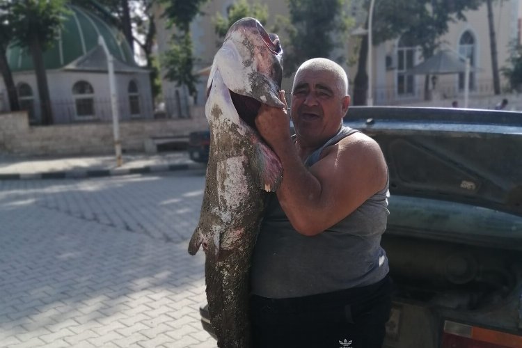 Meriç Nehri'nde boyunca balık yakaladı! -