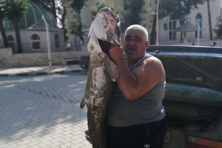 Meriç Nehri'nde boyunca balık yakaladı! -