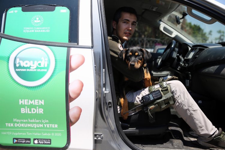 Mersin'de işkenceye maruz kalan köpeğin yüzü HAYDİ ile görüldü -