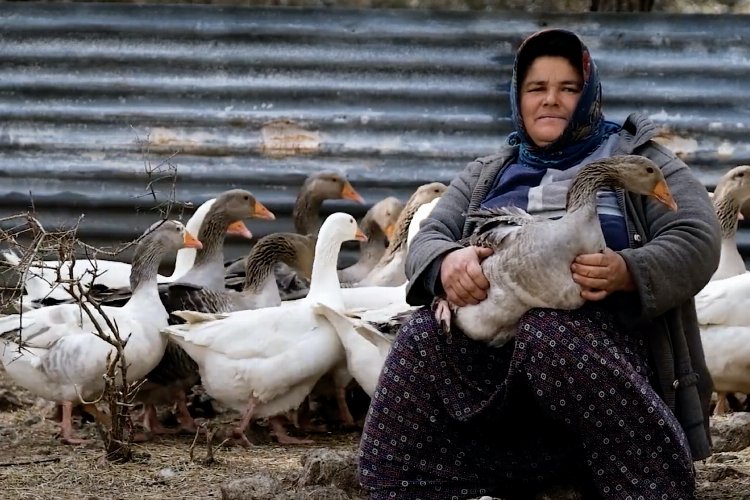 Mersin'in kazları tüketicilerle buluşacak -