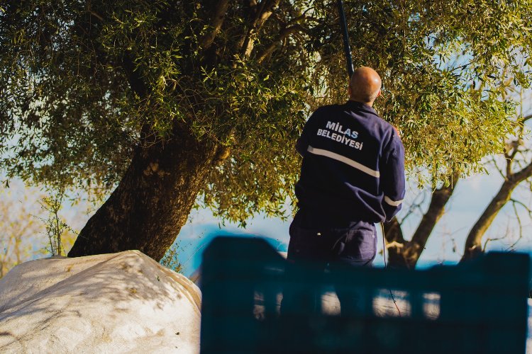 Milas'ta 'kaliteli yağ' için zeytin hasadı sürüyor -