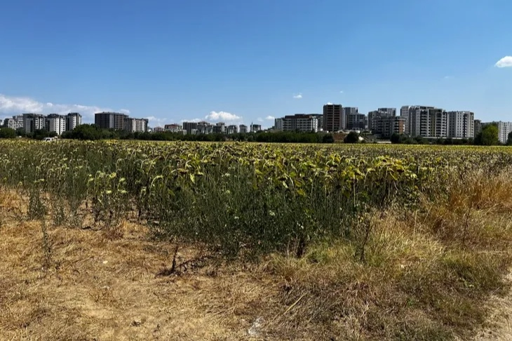 Mısır ve ayçiçeği, Akçalar’da tarımın gözbebeği oldu -