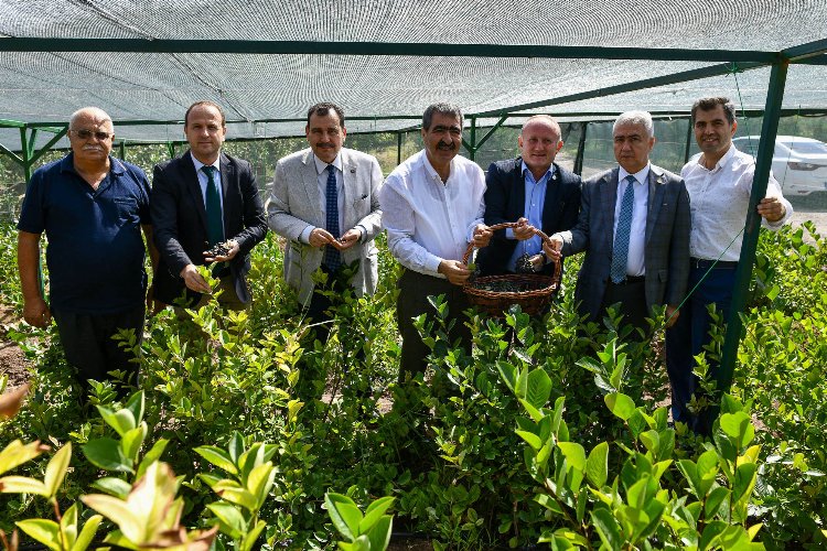 Mucize meyve aronya ikinci hasadını verdi -