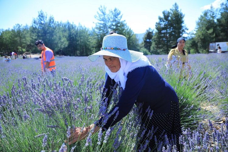 Muğla Büyükşehir Koku Vadisi’nde lavanta şenliği düzenliyor -
