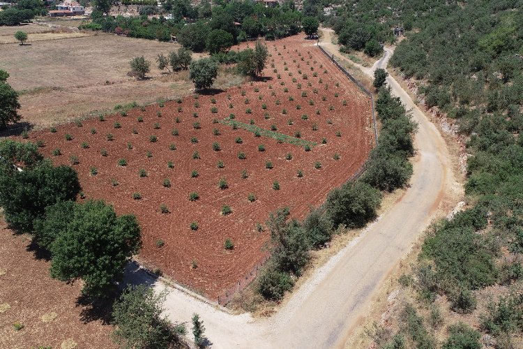 Muğla’da 230 bine yakın ağaç toprakla buluştu -