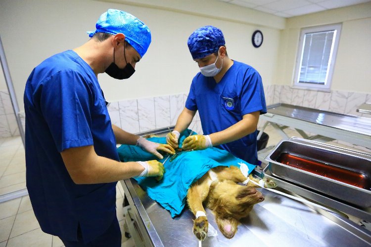 Muğla'da 26 bin 529 hayvan tedavi edildi -