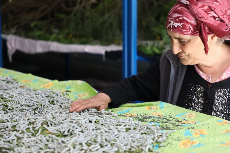 Muğla'da ipekböcekçiliği üretiminde yüzler gülüyor -