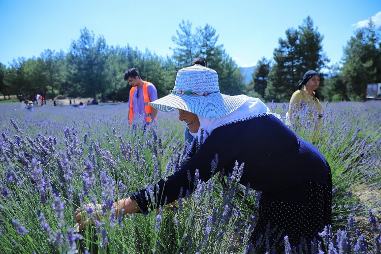 Muğla'da lavanta kokulu hazırlık -