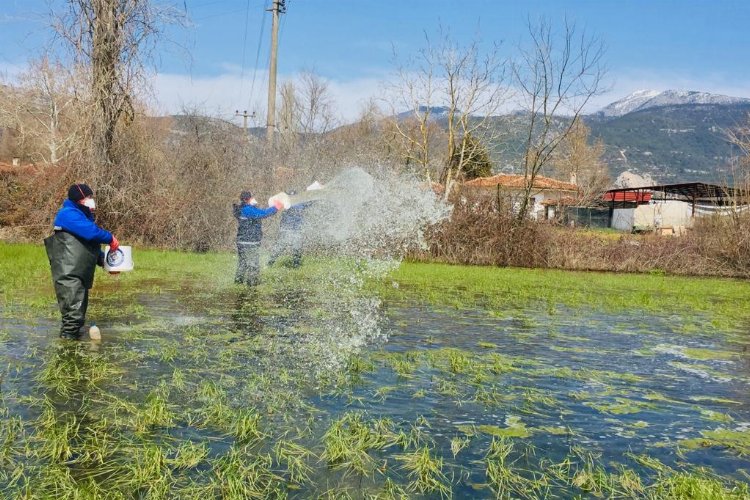 Muğla'da yağış sonrası vektörle mücadele sürüyor -