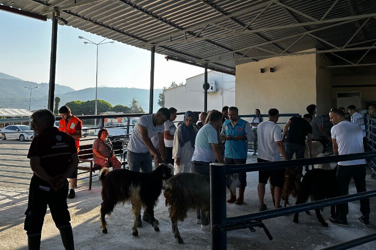 Muğla mezbahaları tam kapasite çalıştı -