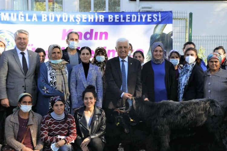 Muğla Yatağan’da kıl keçisi desteği -