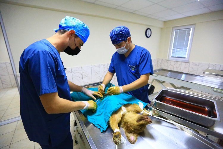 Muğla Büyükşehir 26 bin can dostu tedavi etti -