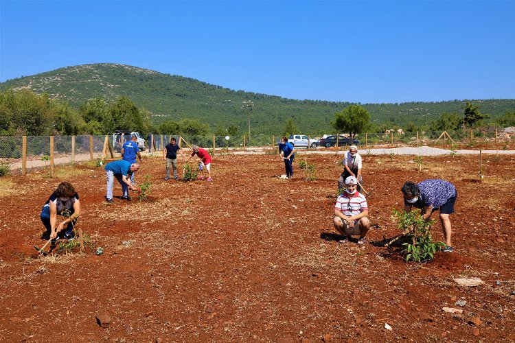 Muğla Büyükşehir’den yaşlı ve engelli vatandaşlar için ceviz bahçesi -