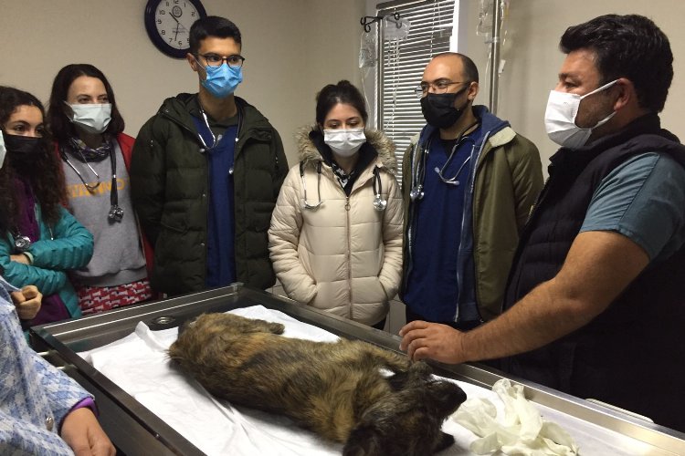 Muğla'da öğrenciler Geçici Hayvan Bakımevi’ni ziyaret etti 
