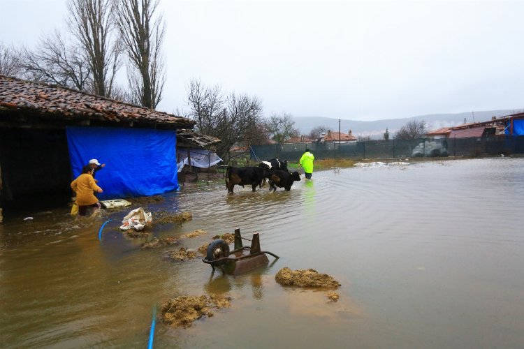Muğla'da su taşkınında mahsur kalan hayvanlar kurtarıldı -