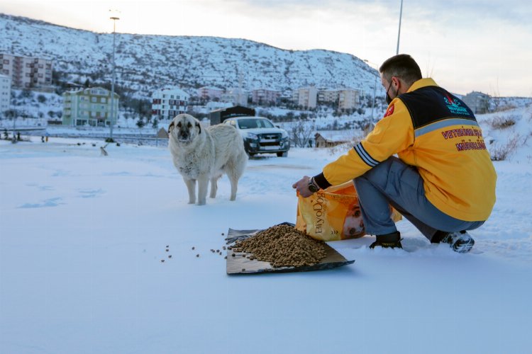 Nevşehir'de can dostlar unutulmadı -