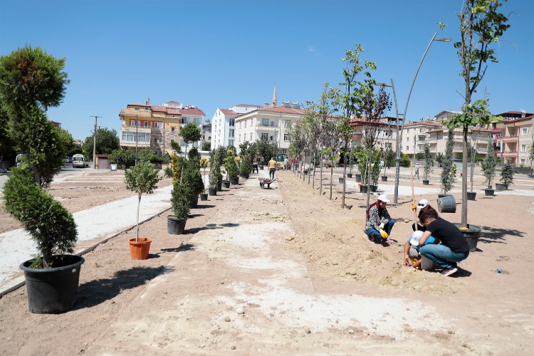 Nevşehir Belediyesi'nden ağaç hamlesi -