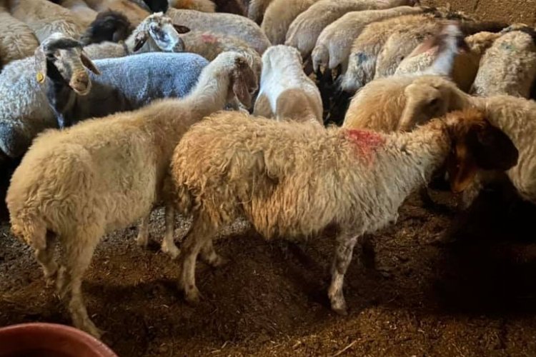 Niğde'de 22 küçükbaş hayvan hırsızlığı şüphelileri yakalandı -