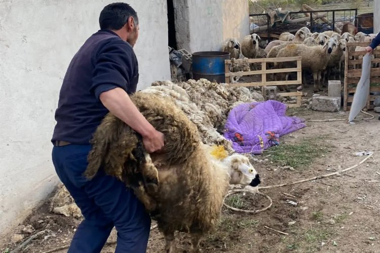 Niğde'de çalınan 70 küçükbaş hayvan sahibine teslim edildi -