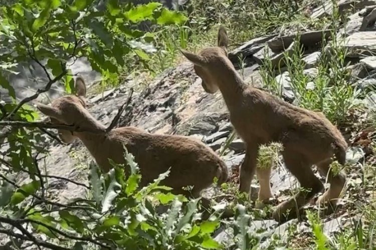 Öksüz kalan yavru yaban keçilerine 'süt anne' şefkati -