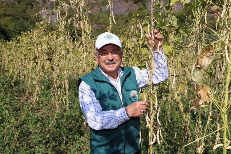 Ordu'da fasulye hasadı başladı -