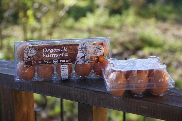 Ordu, yumurtada Araplar'a çalışıyor -