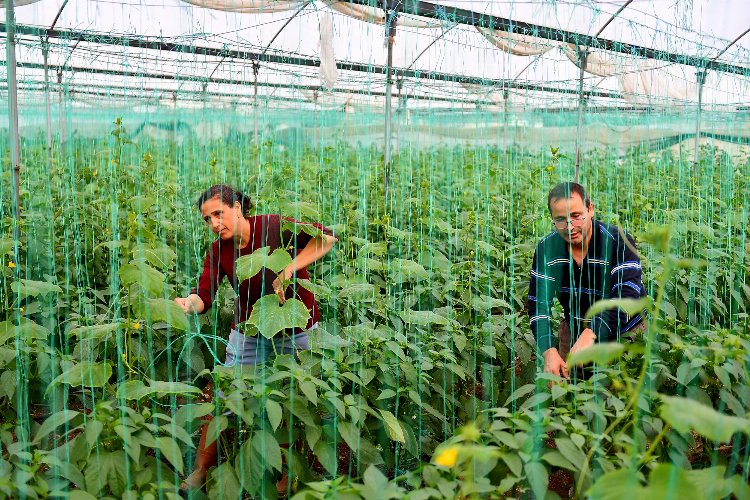 Örtü altı üreticilerine can suyu -