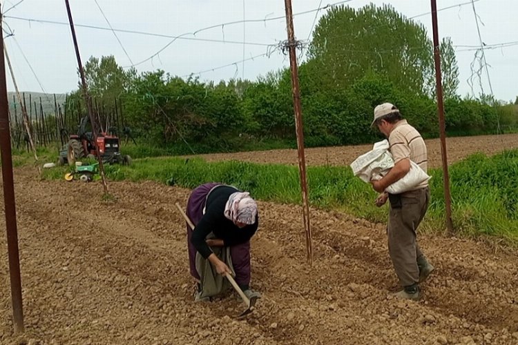 Pazaryeri Boncuk Fasulyesi tohumları toprakla buluştu -