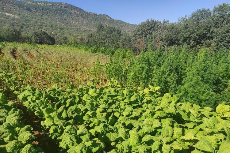 PKK’ya çifte darbe: 1,5 milyon kenevirle cephane ele geçirildi -