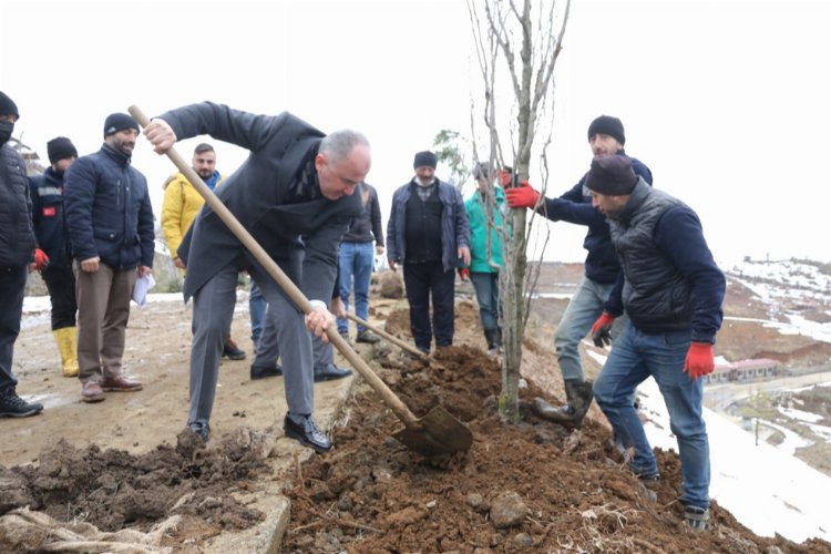 Rize Belediyesi binlerce ağacı toprakla buluşturuyor -