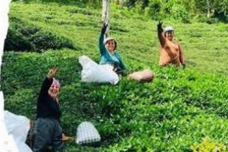 Rize'de çay üreticisi hayal kırıklığında -