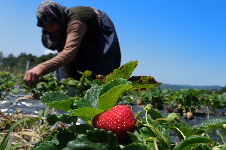 Sakarya'da 3 ayda 18 dönümden 20 tondan fazla organik çilek üretimi -