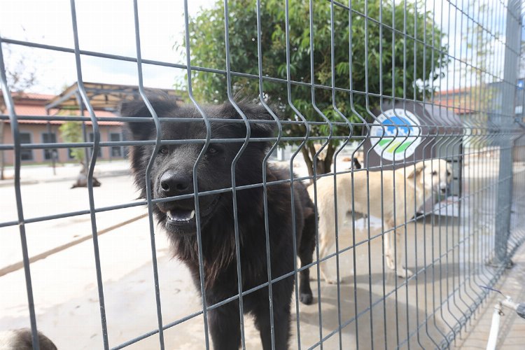 Sakarya'da can dostlara özel bakım merkezi -
