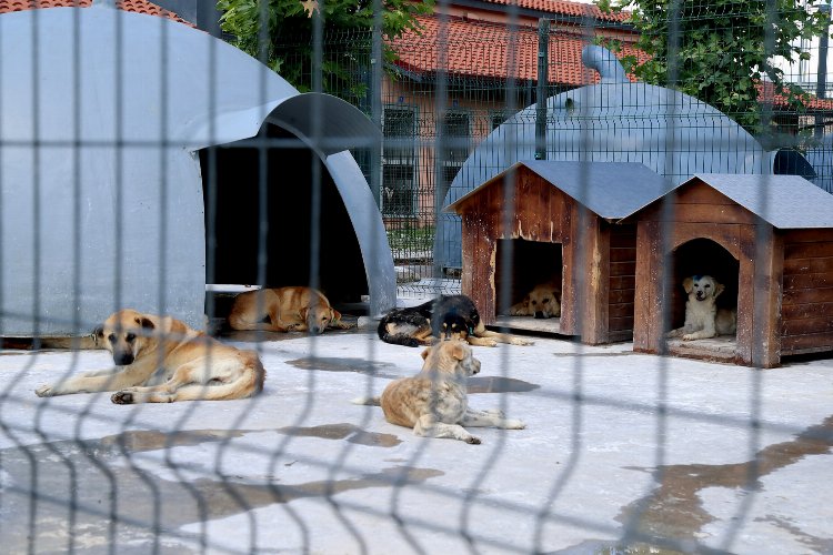 Sakarya’da devasa şifa yuvası -