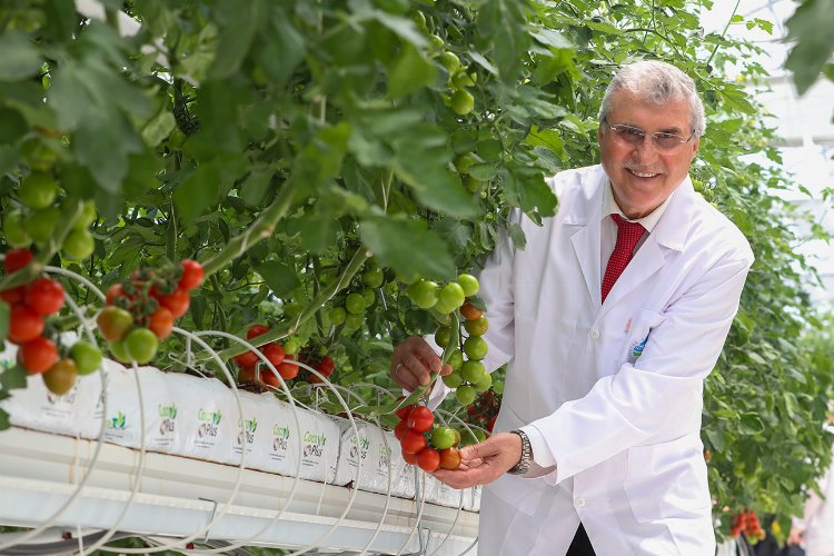 Sakarya'da domatesler serada kızarıyor... Hasat yakında başlayacak -