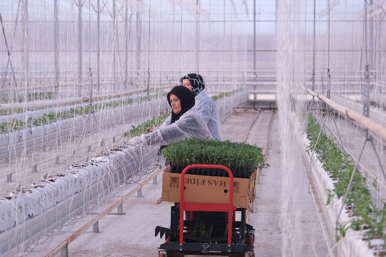 Sakarya serada üretim rekoru kıracak -