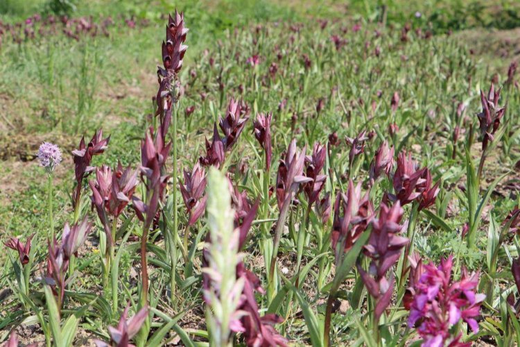 Salep hasadı başladı -