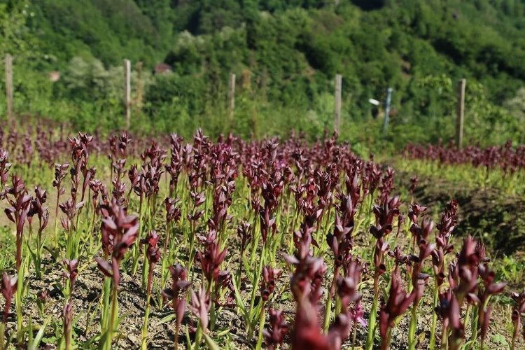 Salep üreten daha çok kazanıyor -