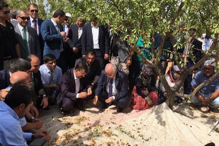 Şanlıurfa'da badem hasadına geri sayım -